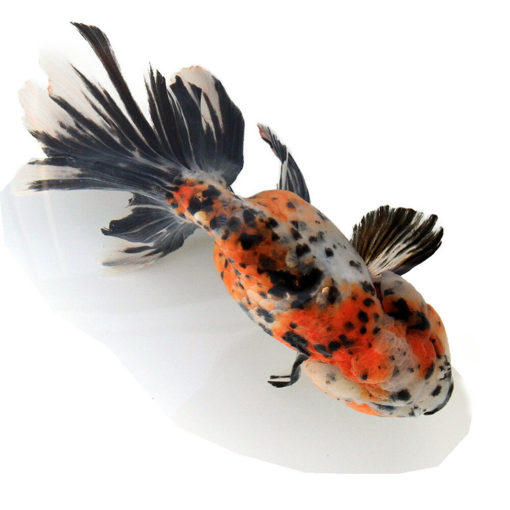 �ʹ񻺶���˰���ʪ�����ӡ���¼�ܵ��컺��17cm�ޡ�1ɤ��