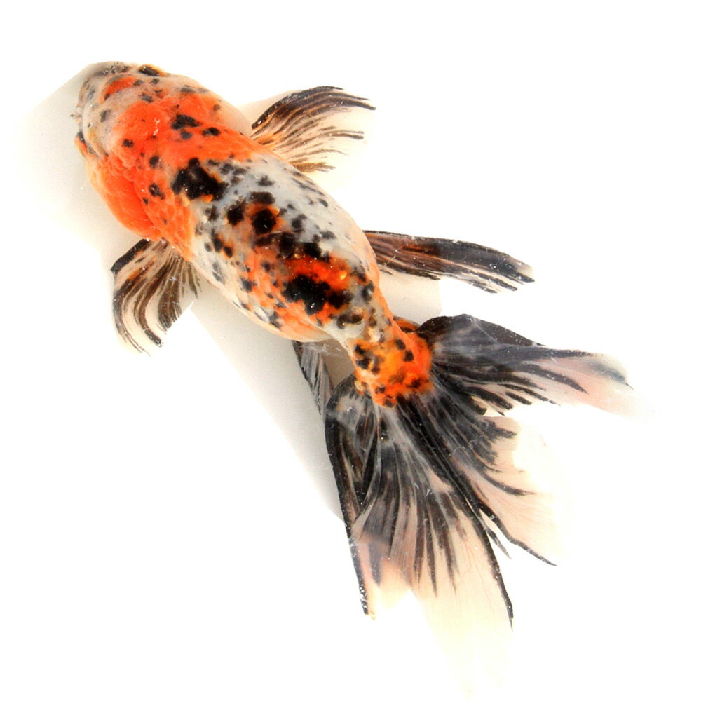 �ʹ񻺶���˰���ʪ�����ӡ���¼�ܵ��컺��19cm�ޡ�1ɤ��