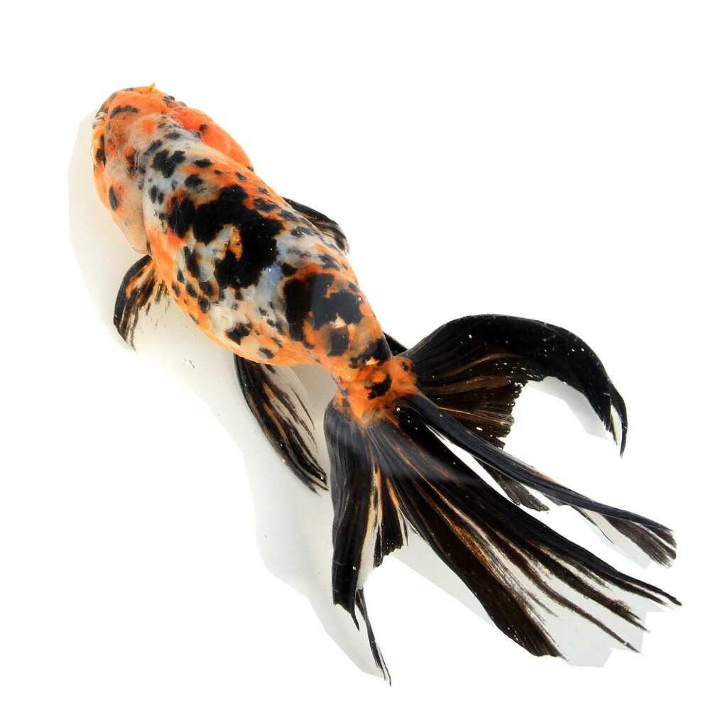 �ʹ񻺶���˰���ʪ�����ӡ���¼�ܵ��컺��17cm�ޡ�1ɤ��