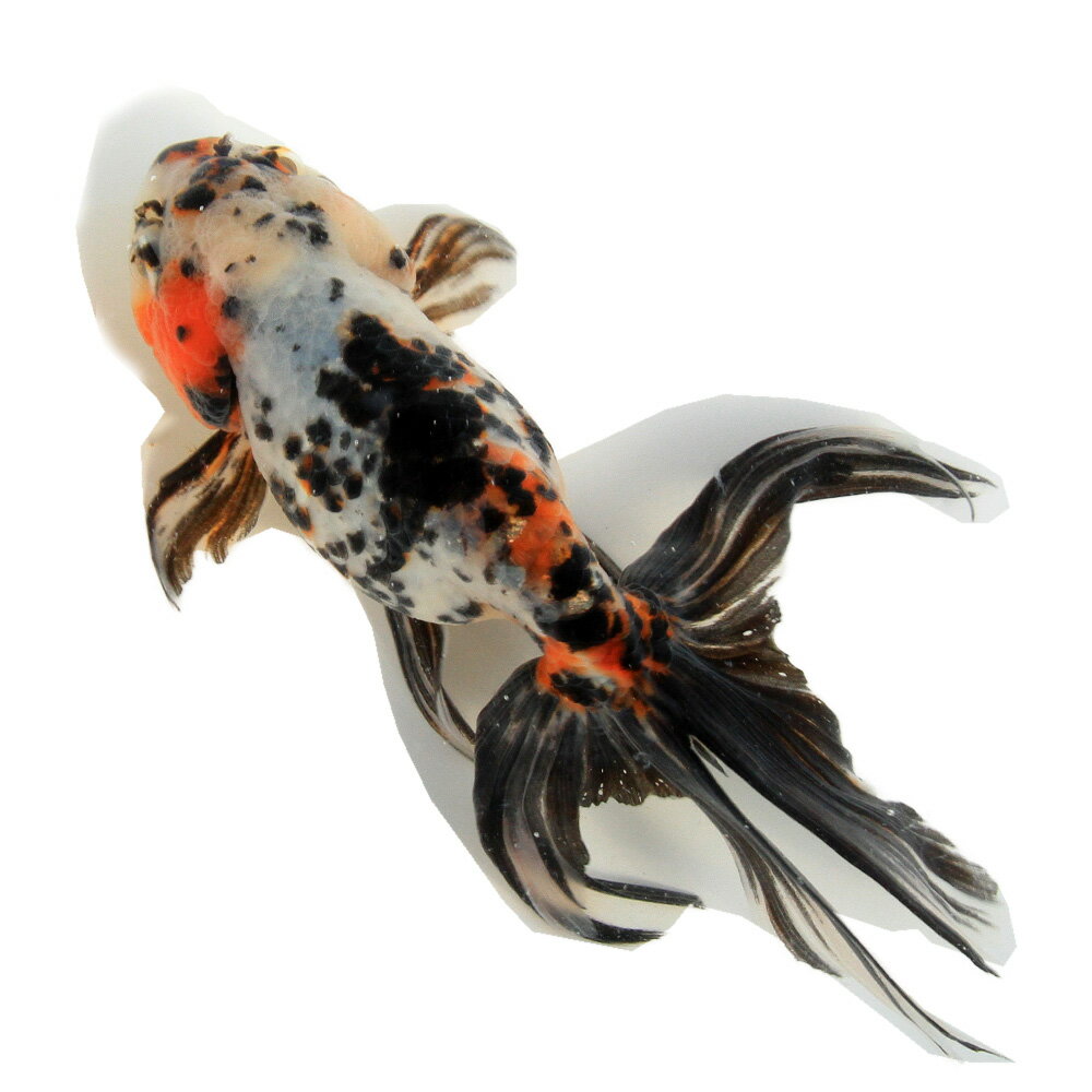 �ʹ񻺶���˰���ʪ�����ӡ���¼�ܵ��컺��19cm�ޡ�1ɤ��