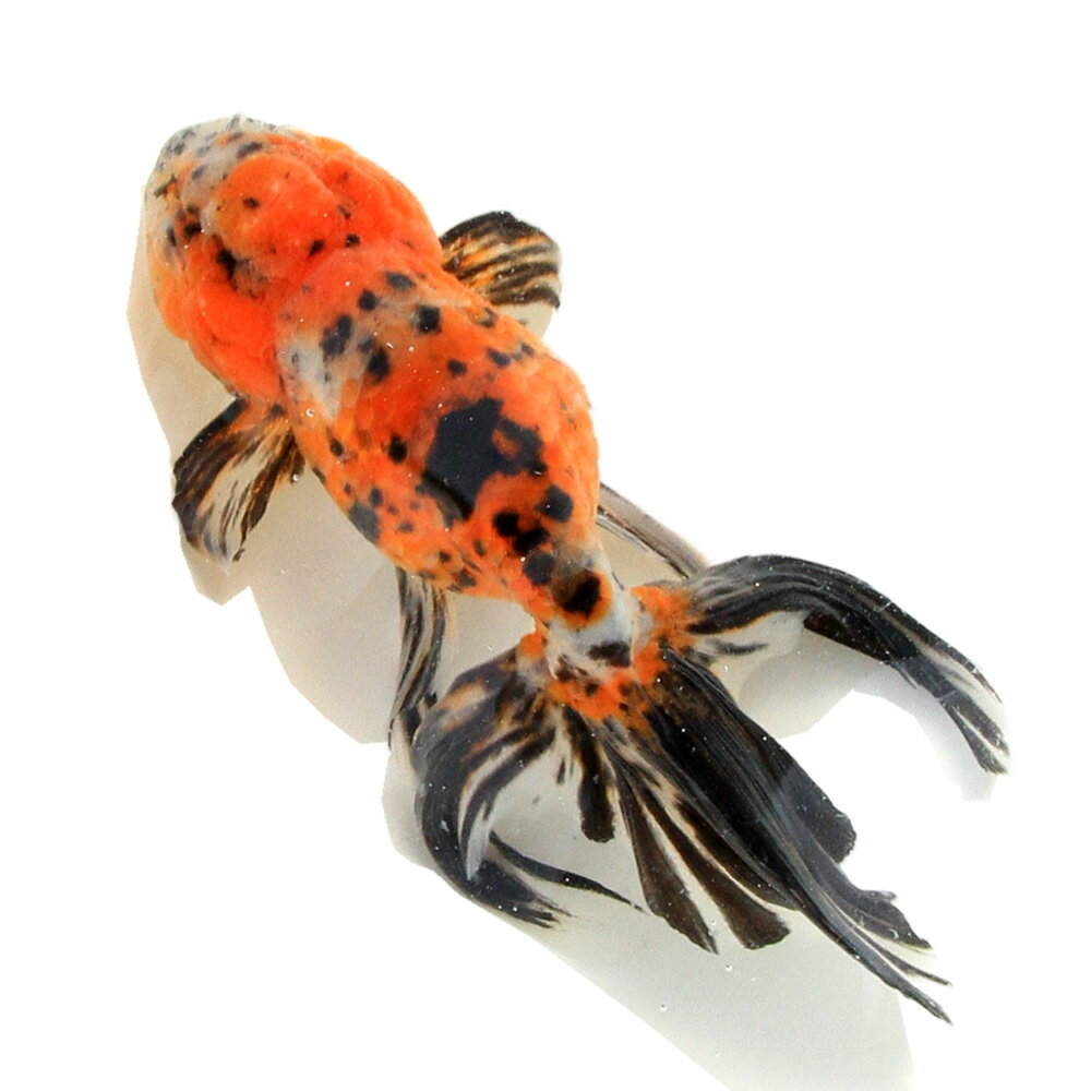 �ʹ񻺶���˰���ʪ�����ӡ���¼�ܵ��컺��17cm�ޡ�1ɤ��