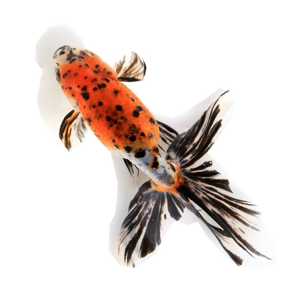 �ʹ񻺶���˰���ʪ�����ӡ���¼�ܵ��컺��17cm�ޡ�1ɤ��