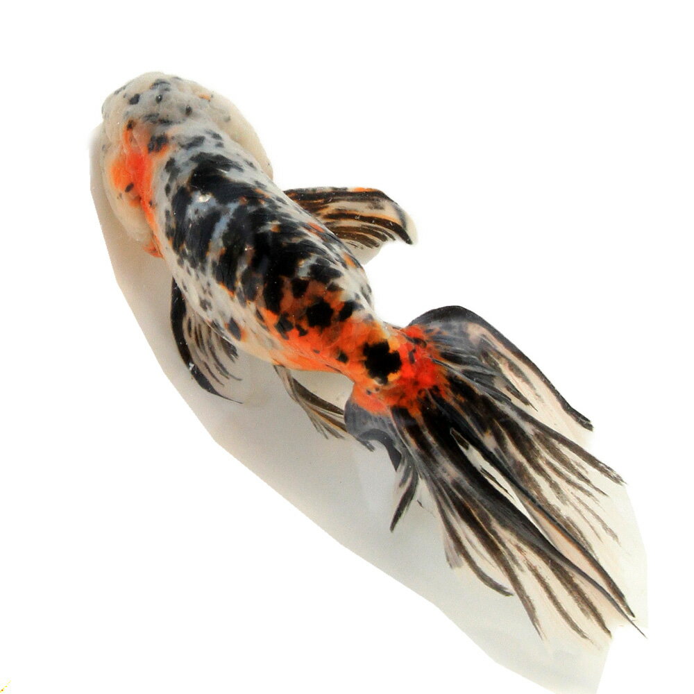 �ʹ񻺶���˰���ʪ�����ӡ���¼�ܵ��컺��17cm�ޡ�1ɤ��