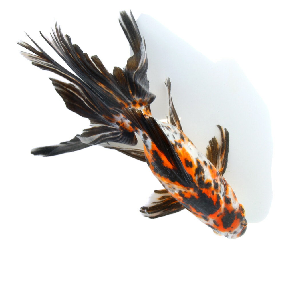 �ʹ񻺶���˰���ʪ���������顡20cm�ޡ�1ɤ��