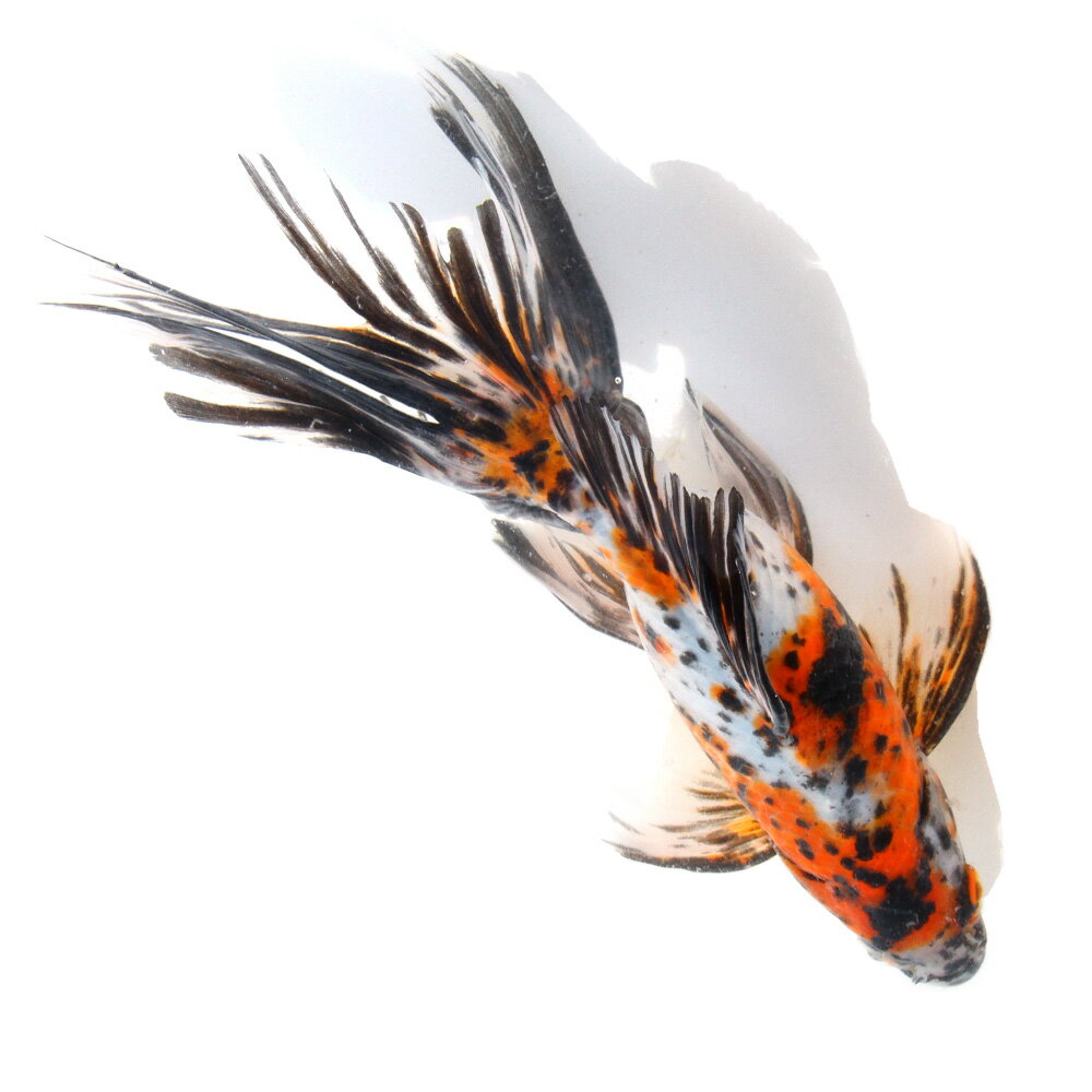 �ʹ񻺶���˰���ʪ���������顡20cm�ޡ�1ɤ��