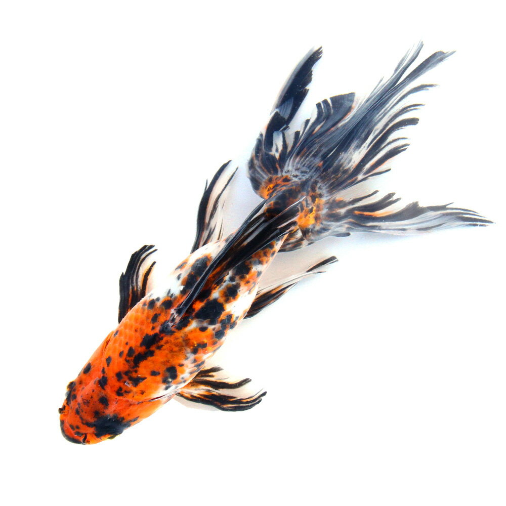 �ʹ񻺶���˰���ʪ���������顡20cm�ޡ�1ɤ��