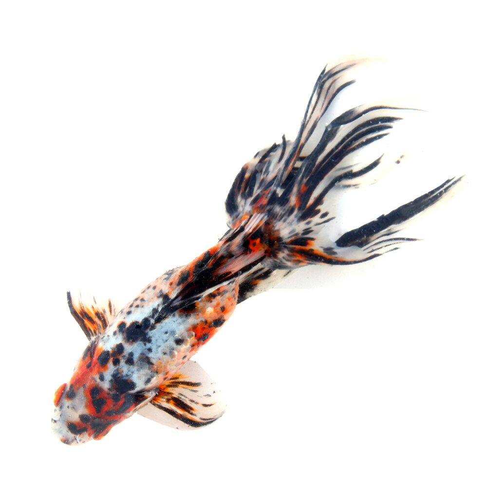 �ʹ񻺶���˰���ʪ���������顡20cm�ޡ�1ɤ��