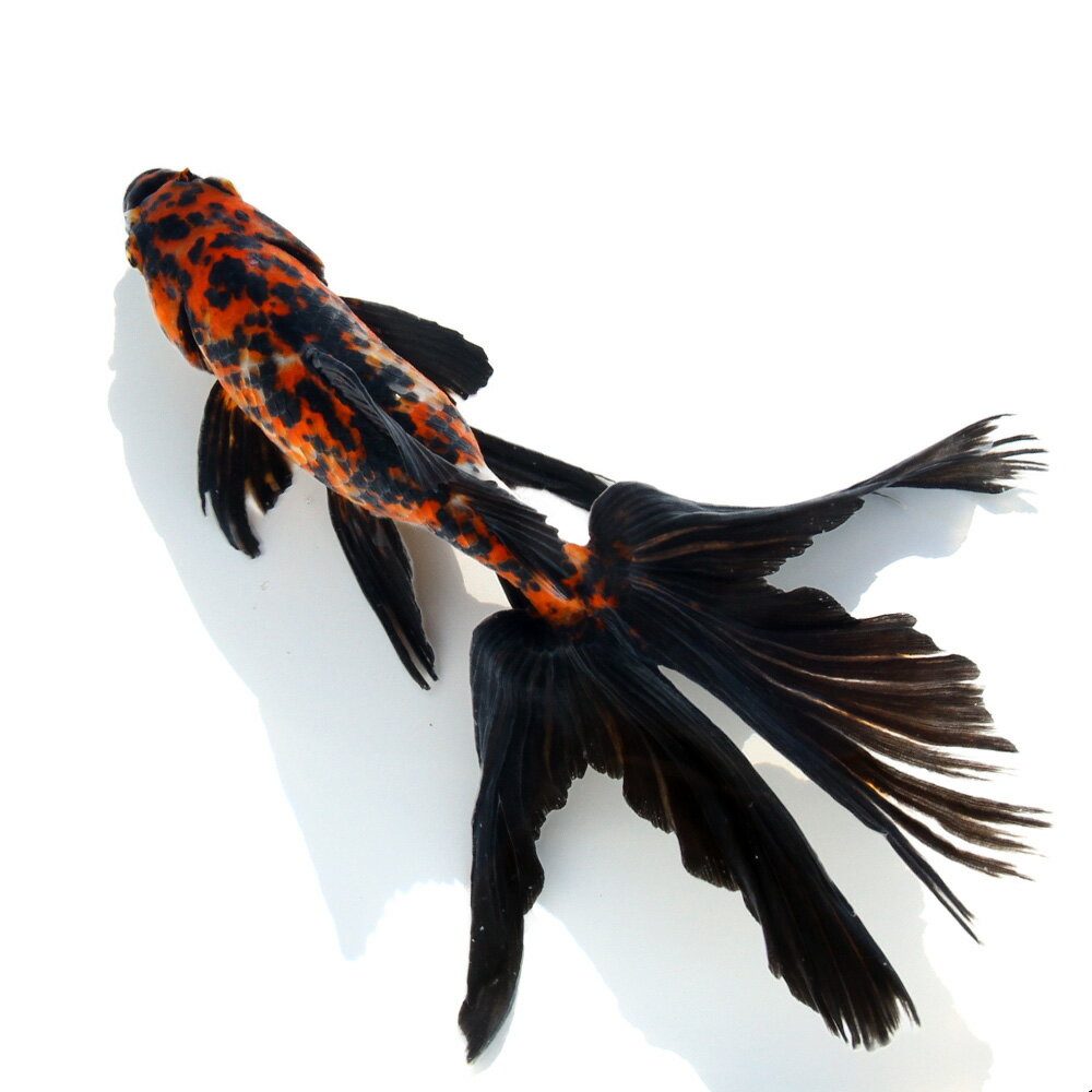 �ʹ񻺶���˰���ʪ���������顡20cm�ޡ�1ɤ��