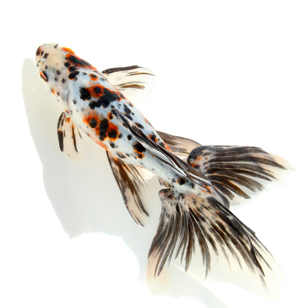 （国産金魚）一点物　オーロラ　20cm±（1匹）