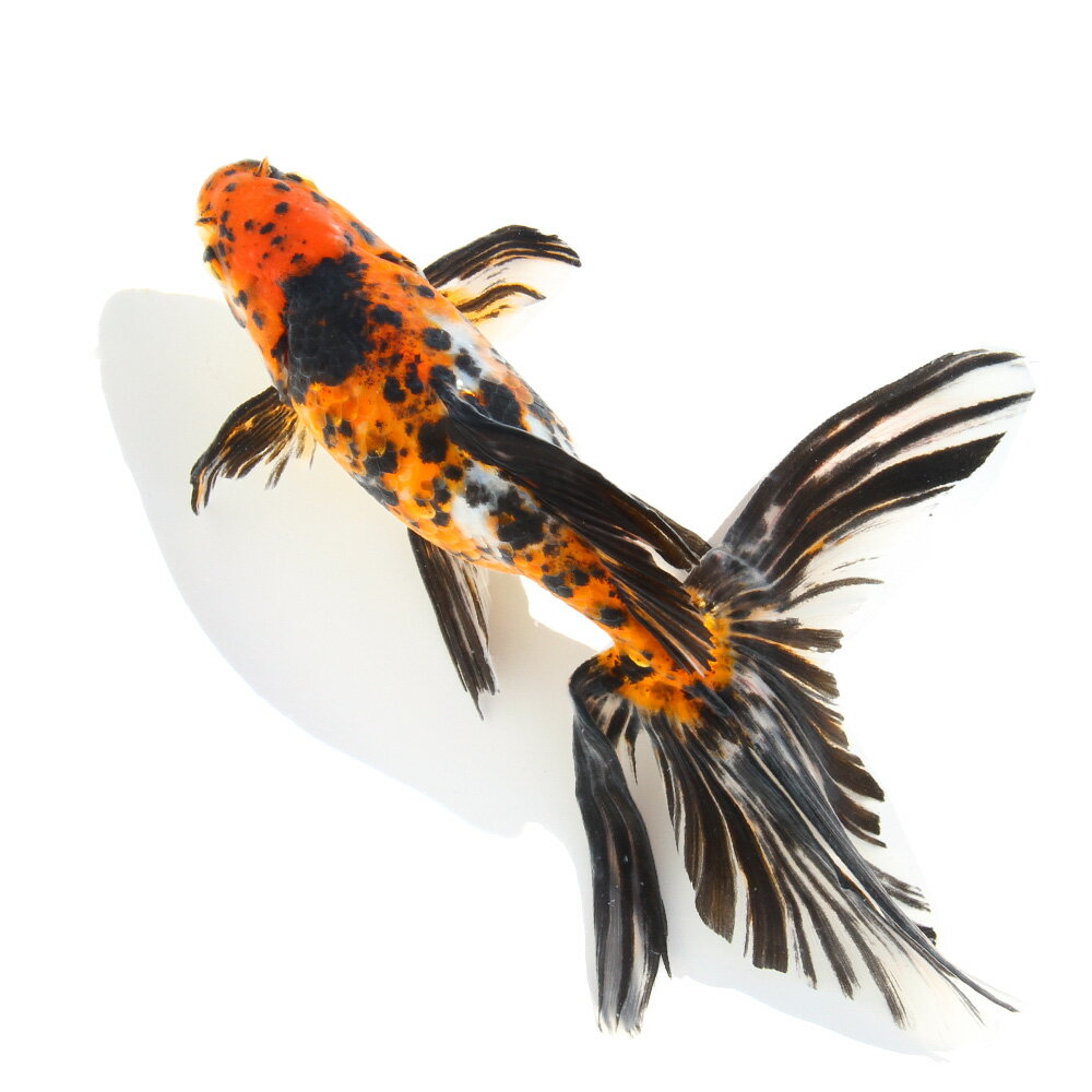 （国産金魚）一点物　オーロラ　20cm±（1匹）