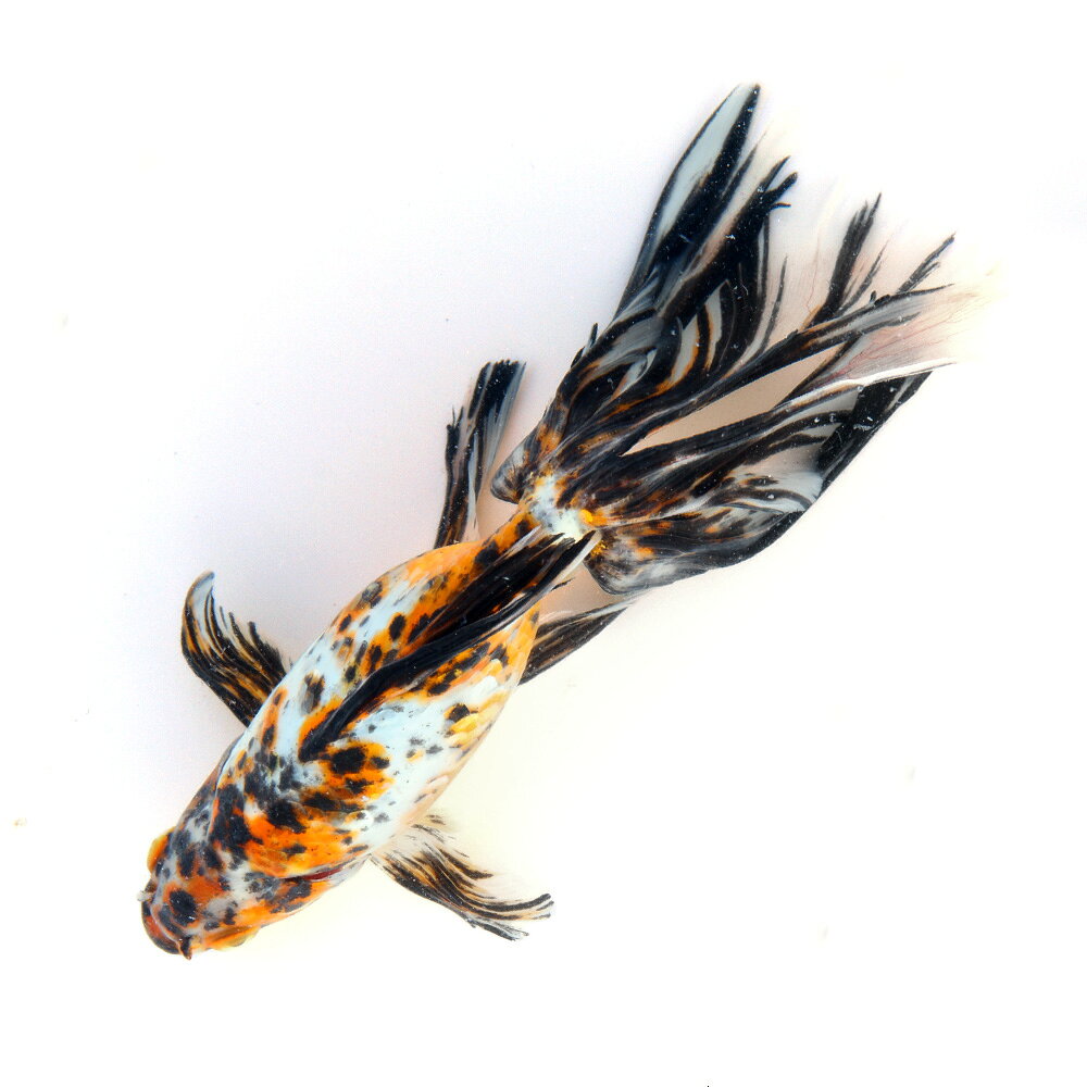 �ʹ񻺶���˰���ʪ���������顡14cm�ޡ�1ɤ��