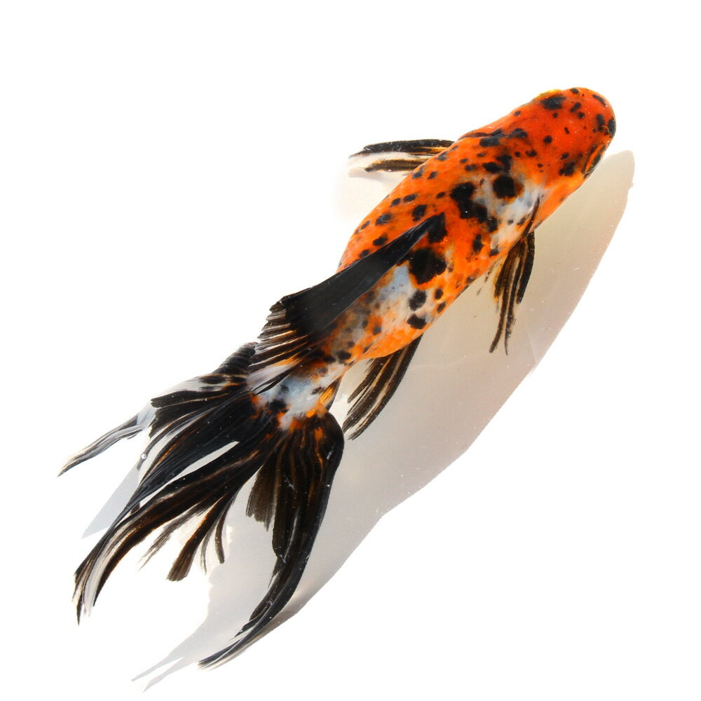 �ʹ񻺶���˰���ʪ���������顡20cm�ޡ�1ɤ��