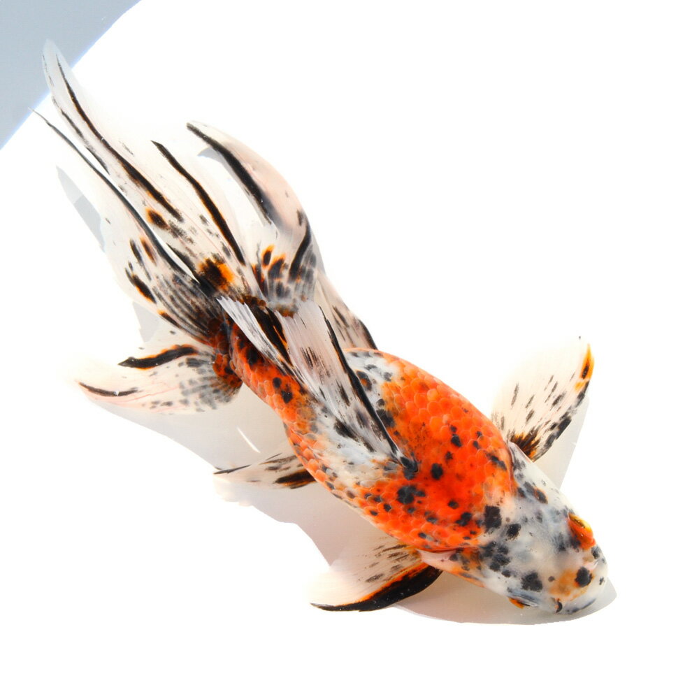 �ʹ񻺶���˰���ʪ���������顡20cm�ޡ�1ɤ��