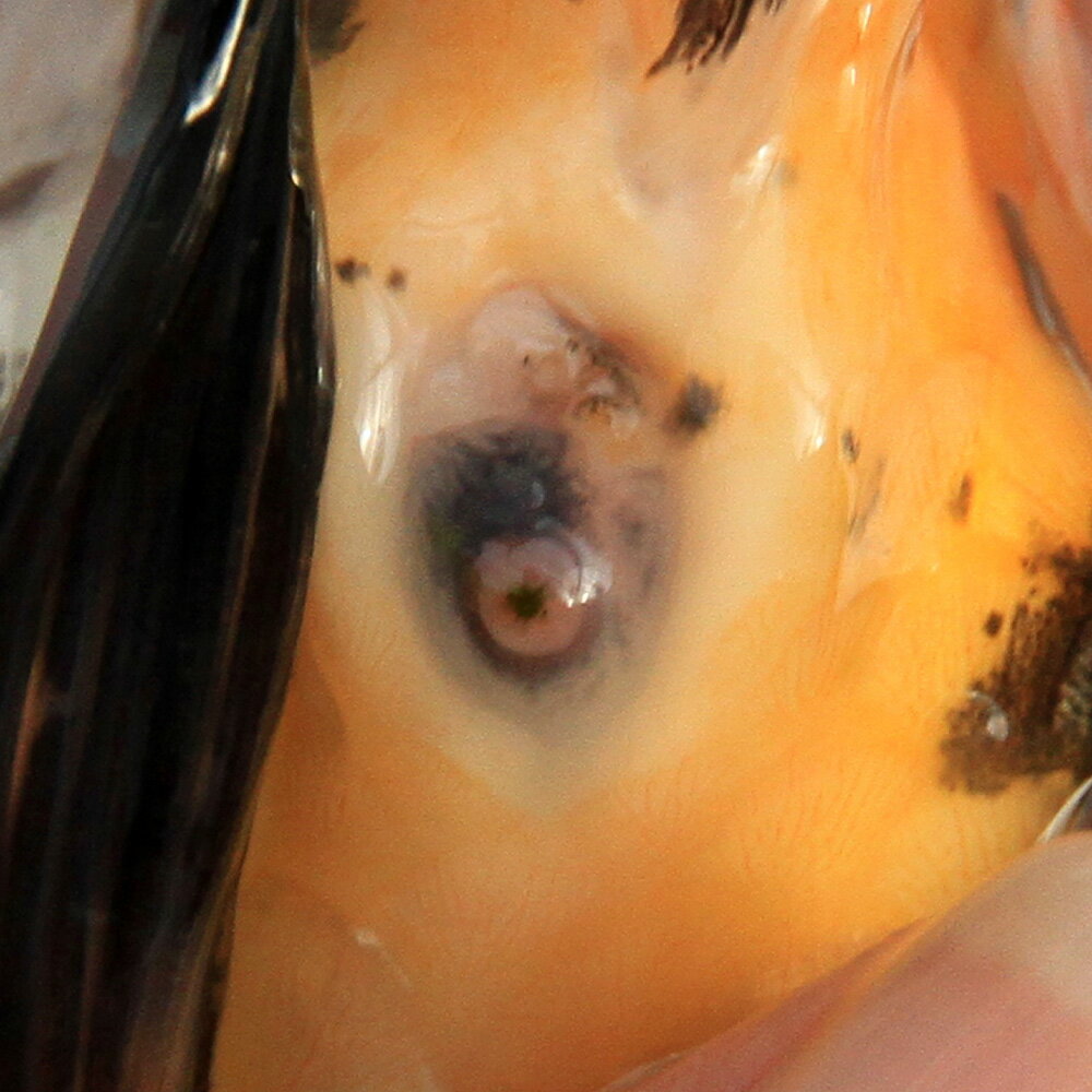 �ʹ񻺶���˰���ʪ�����ӡ���¼�ܵ��컺��19cm�ޡ�1ɤ��