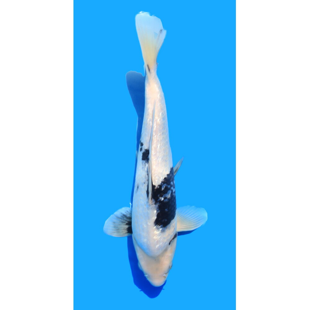 （錦鯉）一点物　銀鱗白写り　30cm±（1匹）