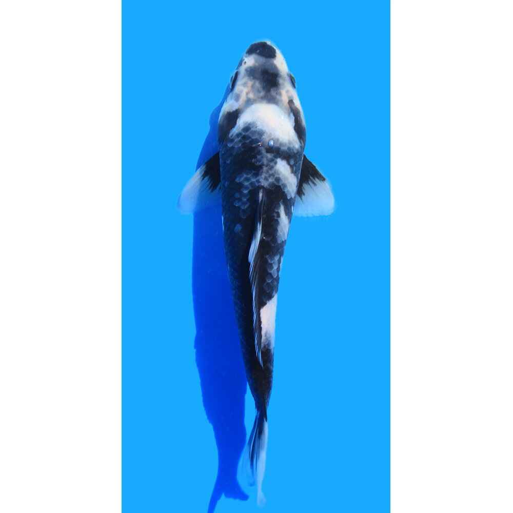 （錦鯉）一点物　白写り　25cm±（1匹）