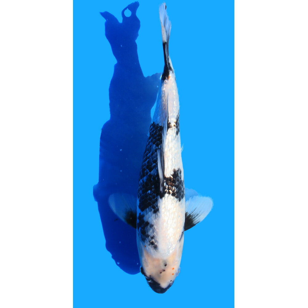 �ʶӸ�˰���ʪ��������̤ꡡ33cm�ޡ�1ɤ��