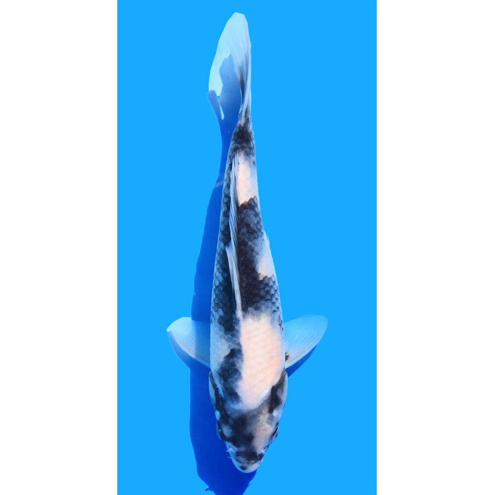 �ʶӸ�˰���ʪ����̤ꡡ28cm�ޡ�1ɤ��