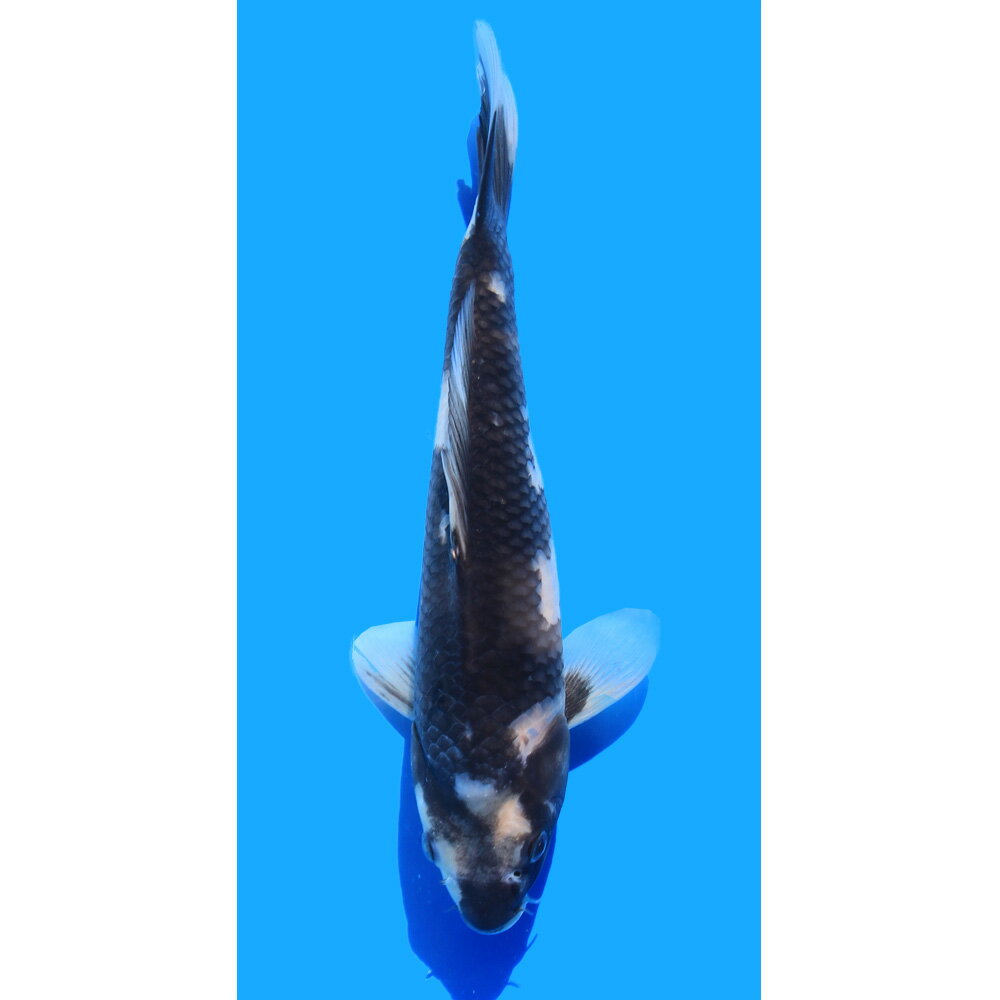 （錦鯉）一点物　白写り　27cm±（1匹）