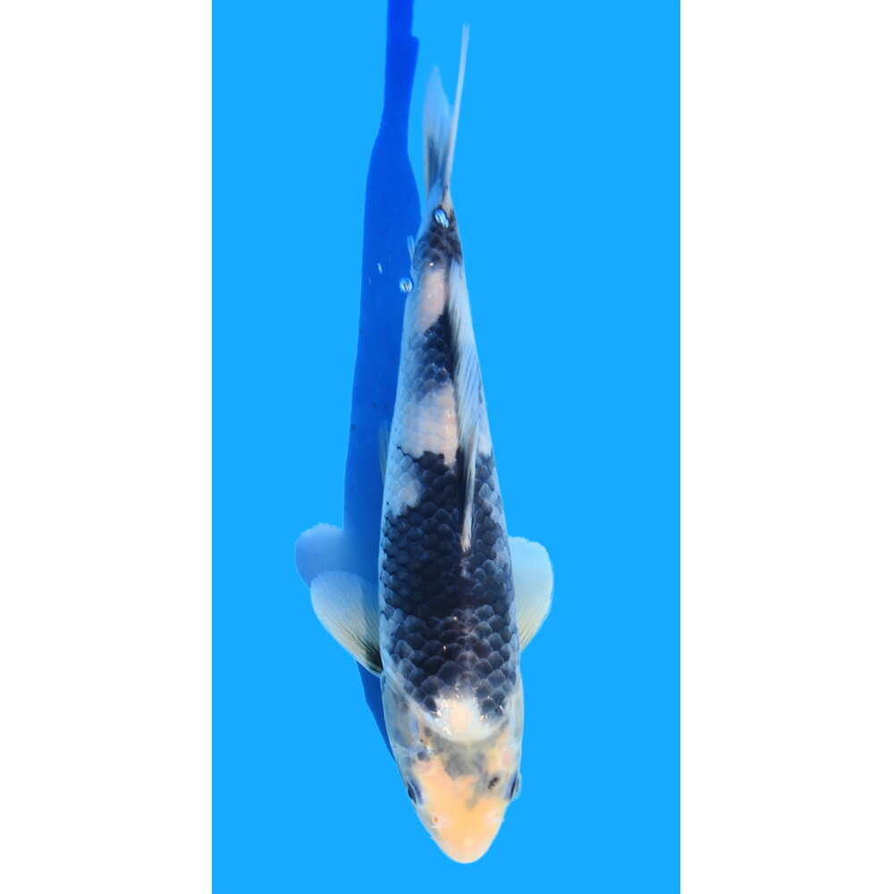 �ʶӸ�˰���ʪ����̤ꡡ25cm�ޡ�1ɤ��