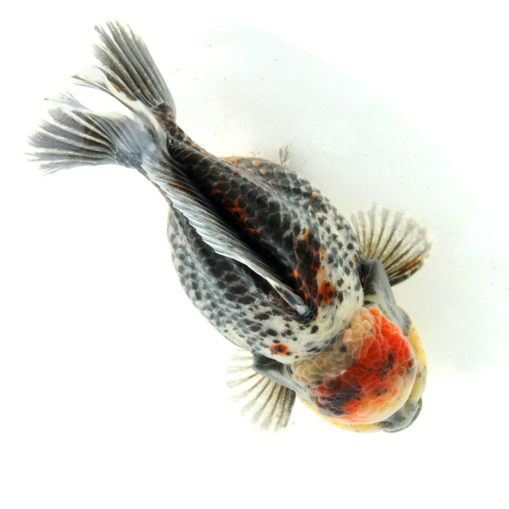 �ʶ���˰���ʪ�����������Ƭ�����硼�ȥơ��롡��14cm�ʳ��񻺡ˡ�1ɤ�ˡ�����������