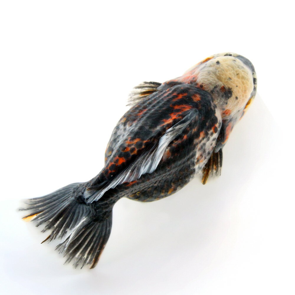 �ʶ���˰���ʪ�����������Ƭ�����硼�ȥơ��롡14cm�ޡ��ʳ��񻺡ˡ�1ɤ�ˡ�����������