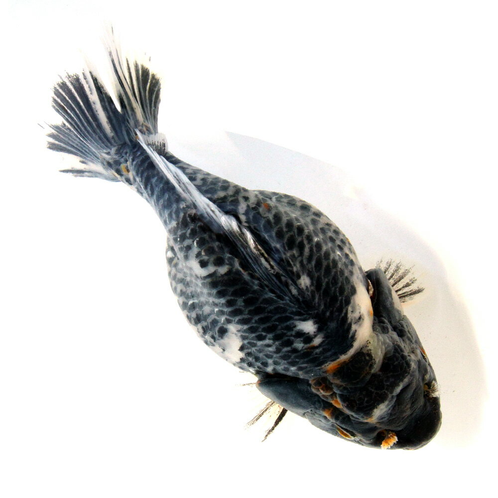 �ʶ���˰���ʪ�����������Ƭ�����硼�ȥơ��롡16cm�ޡʳ��񻺡ˡ�1ɤ�ˡ�����������