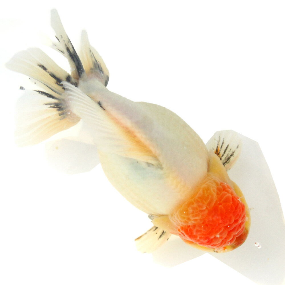 （金魚）一点物　オランダ獅子頭　ショートテール　約14cm（外国産）（1匹）　関東当日便