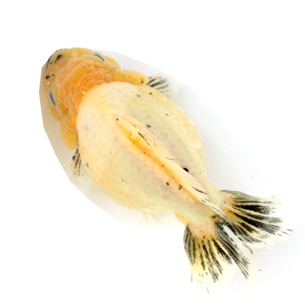 （金魚）一点物　オランダ獅子頭　ショートテール　約18cm（外国産）（1匹）　関東当日便