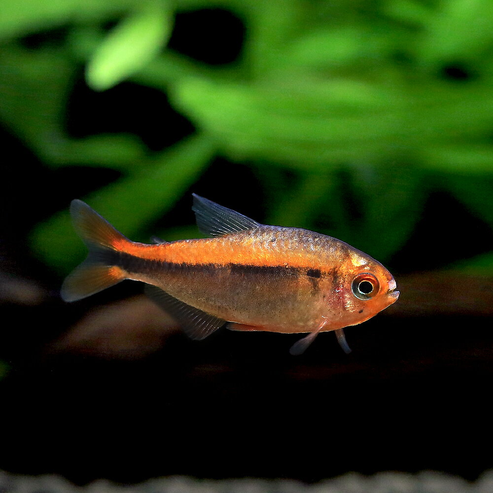 （熱帯魚）ハイフェソブリコン・ミルメックス　レッド　プラチナ（ワイルド）（1匹）　北海道・九州航空便要保温