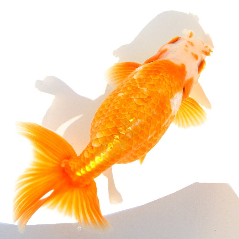 （国産金魚）一点物　大阪らんちゅう　13cm±（1匹）
