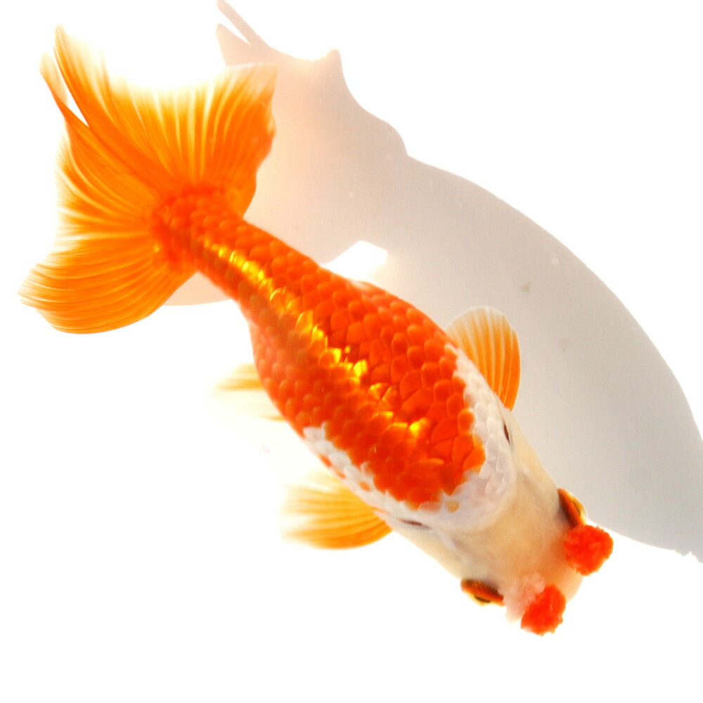 �ʹ񻺶���˰���ʪ���������夦��12cm�ޡ�1ɤ��