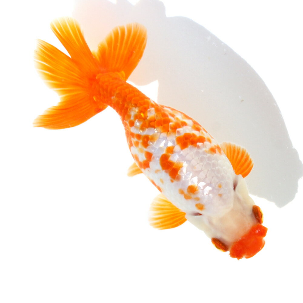 �ʹ񻺶���˰���ʪ���������夦��13cm�ޡ�1ɤ��