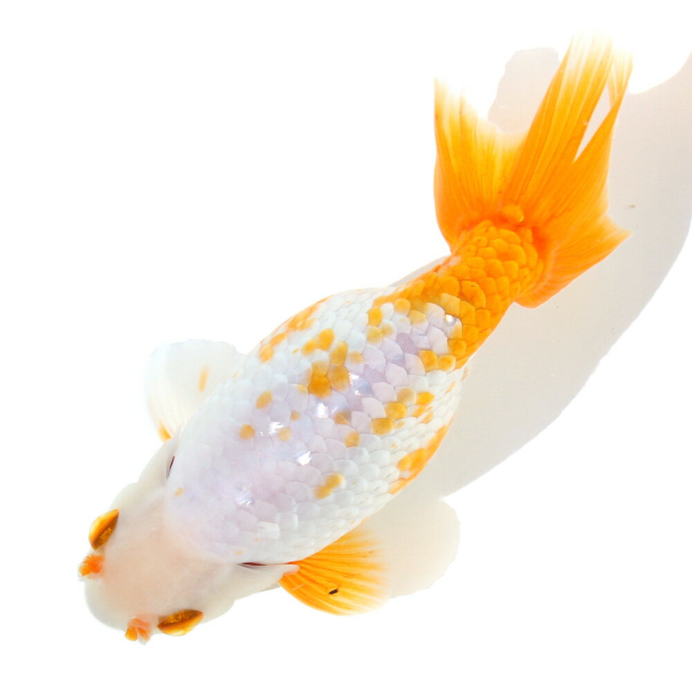（国産金魚）一点物　大阪らんちゅう　13cm±（1匹）
