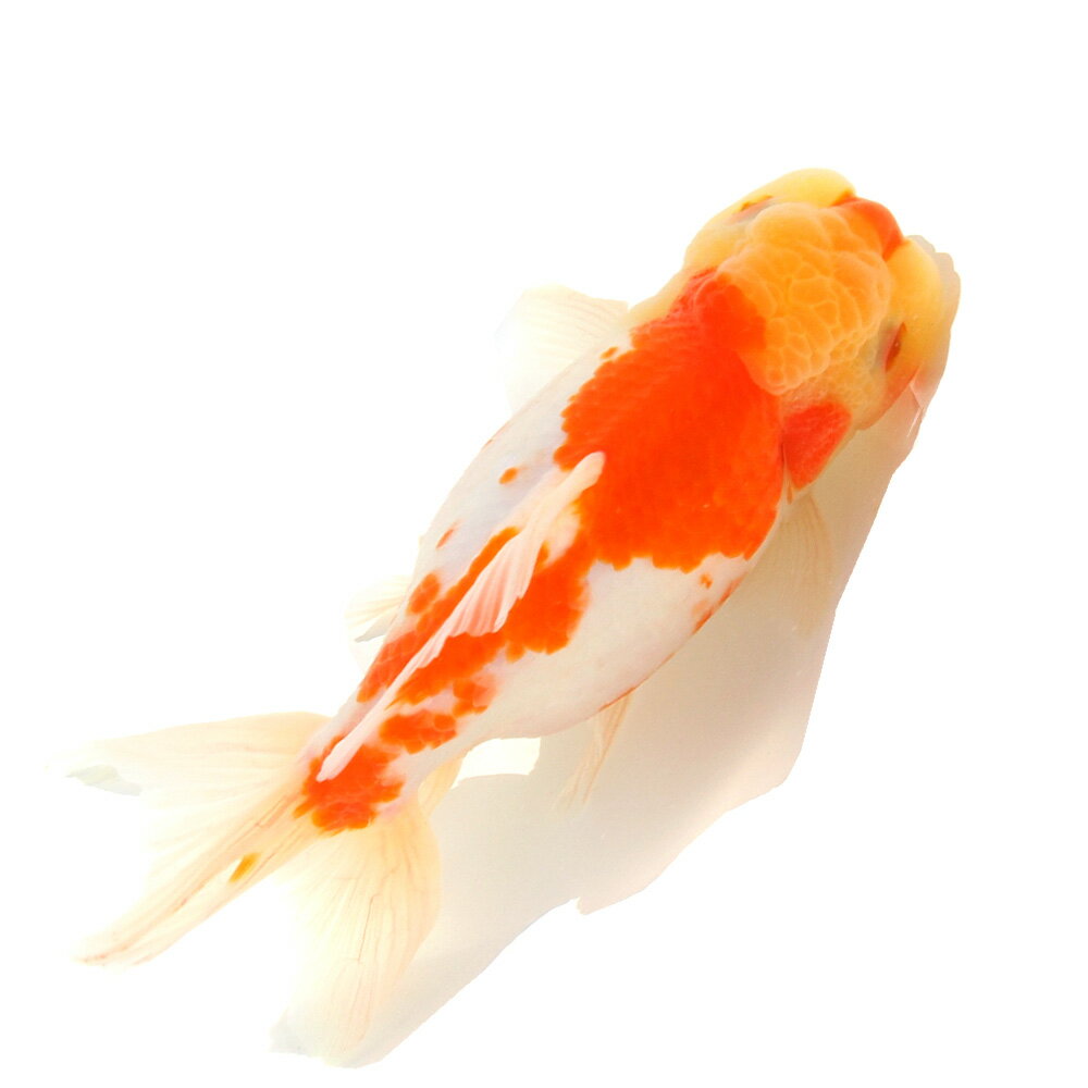 （国産金魚）一点物　桜東錦　14cm±（1匹）　関東当日便