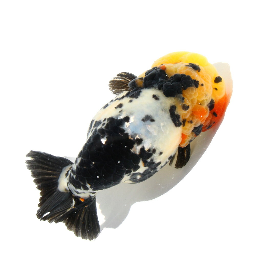 �ʶ���˰���ʪ����������夦��14cm�ޡʳ��񻺡ˡ�1ɤ�ˡ��̳�ƻ���彣�Ҷ������ݲ�