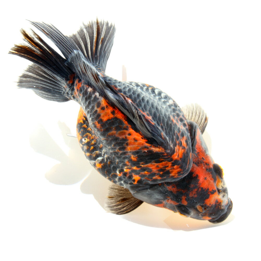 �ʶ���˰���ʪ���޿�ΰ�⡡���硼�ȥơ��롡15cm�ޡʳ��񻺡ˡ�1ɤ��