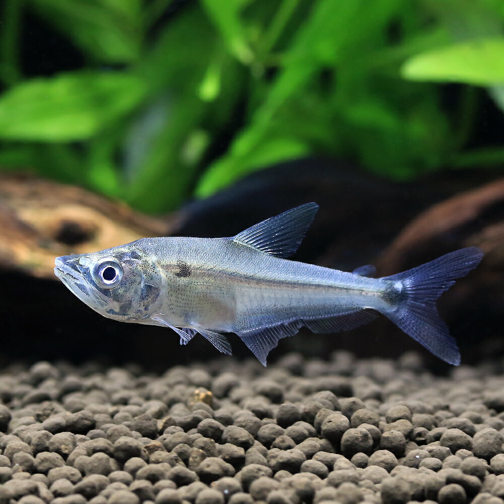 （熱帯魚）ガレオカラックスsp．ペルー（1匹）　北海道・九州航空便要保温