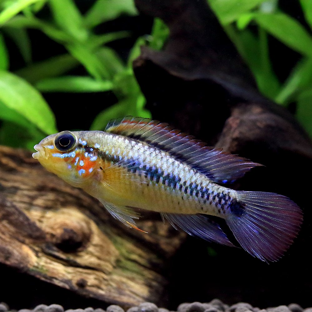 （熱帯魚）アピストグラマsp．ミツ（国産ブリード）（1ペア）　北海道・九州航空便要保温