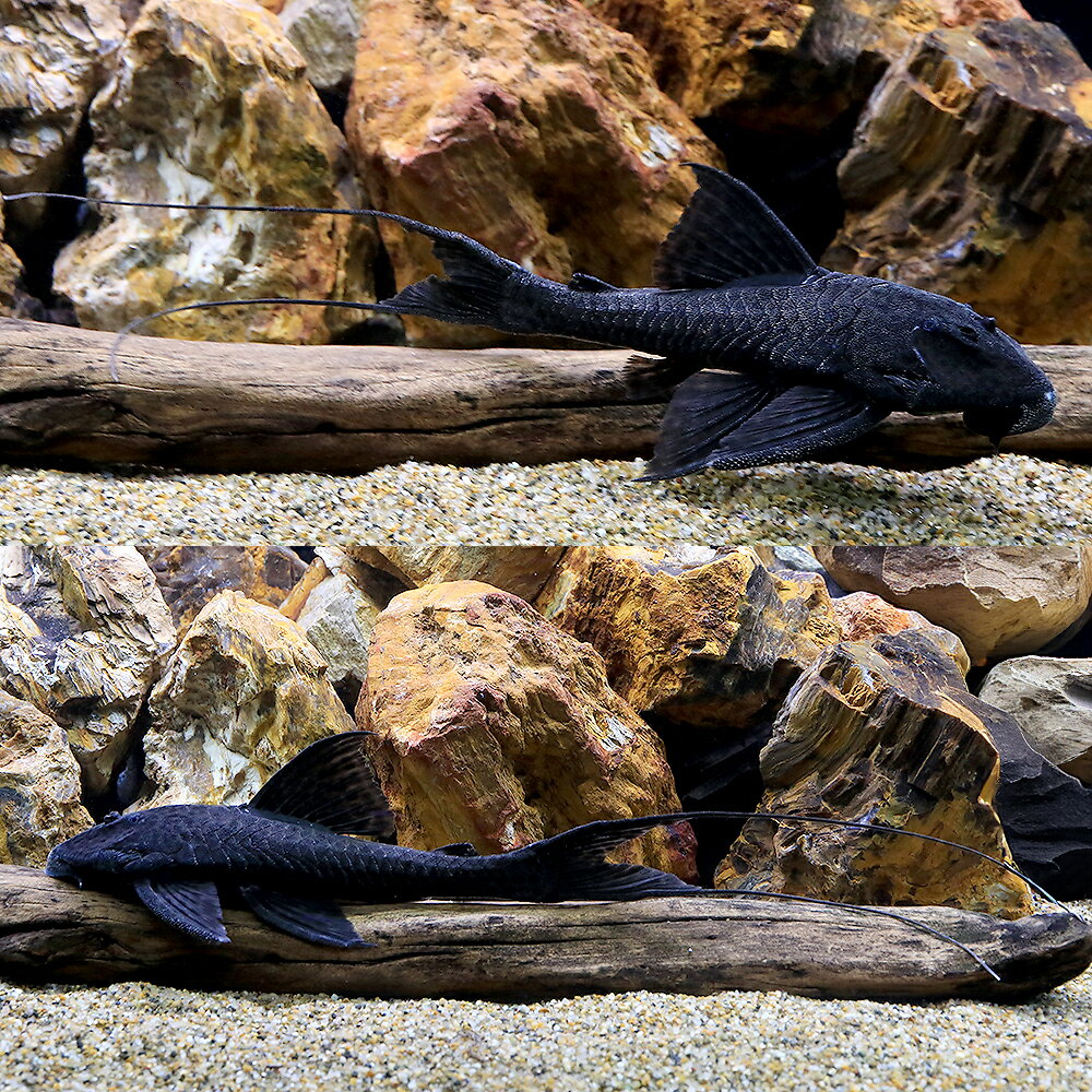 ��Ǯ�ӵ��˥֥�å��ե������ơ��롦�����ꥨ���ԡ��˥�ʥ磻��ɡˡ�1ɤ�ˡ��̳�ƻ���彣�Ҷ������ݲ�