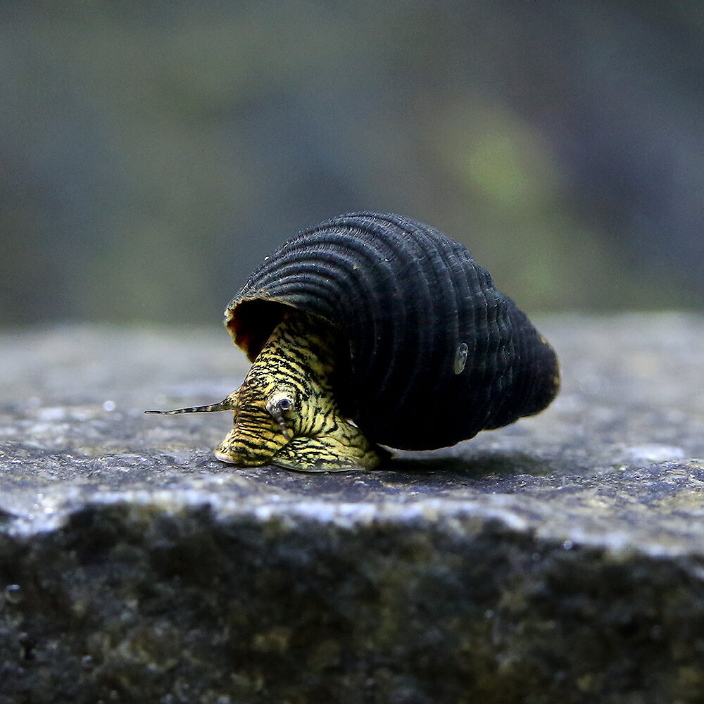 �ʥ��ӡ����˥ߥ˥�����ǥ��ӥåȡ����͡����3ɤ��