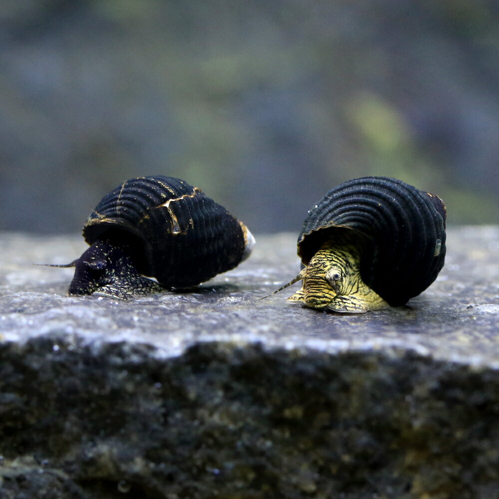 �ʥ��ӡ����˥ߥ˥�����ǥ��ӥåȡ����͡����3ɤ��