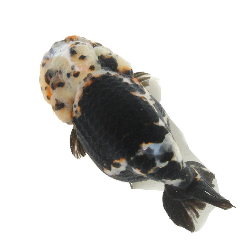 （金魚）一点物　らんちゅう　12cm±（外国産）（1匹）　北海道・九州航空便要保温