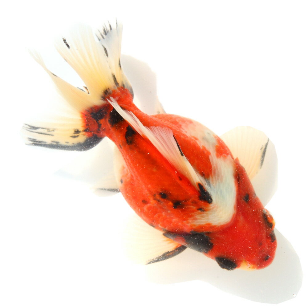 （金魚）一点物　ダルマ琉金　13cm±　（外国産）（1匹）