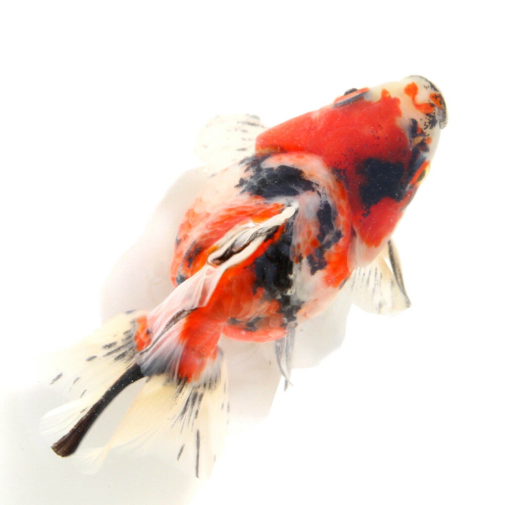 （金魚）一点物　ダルマ琉金　11cm±　（外国産）（1匹）