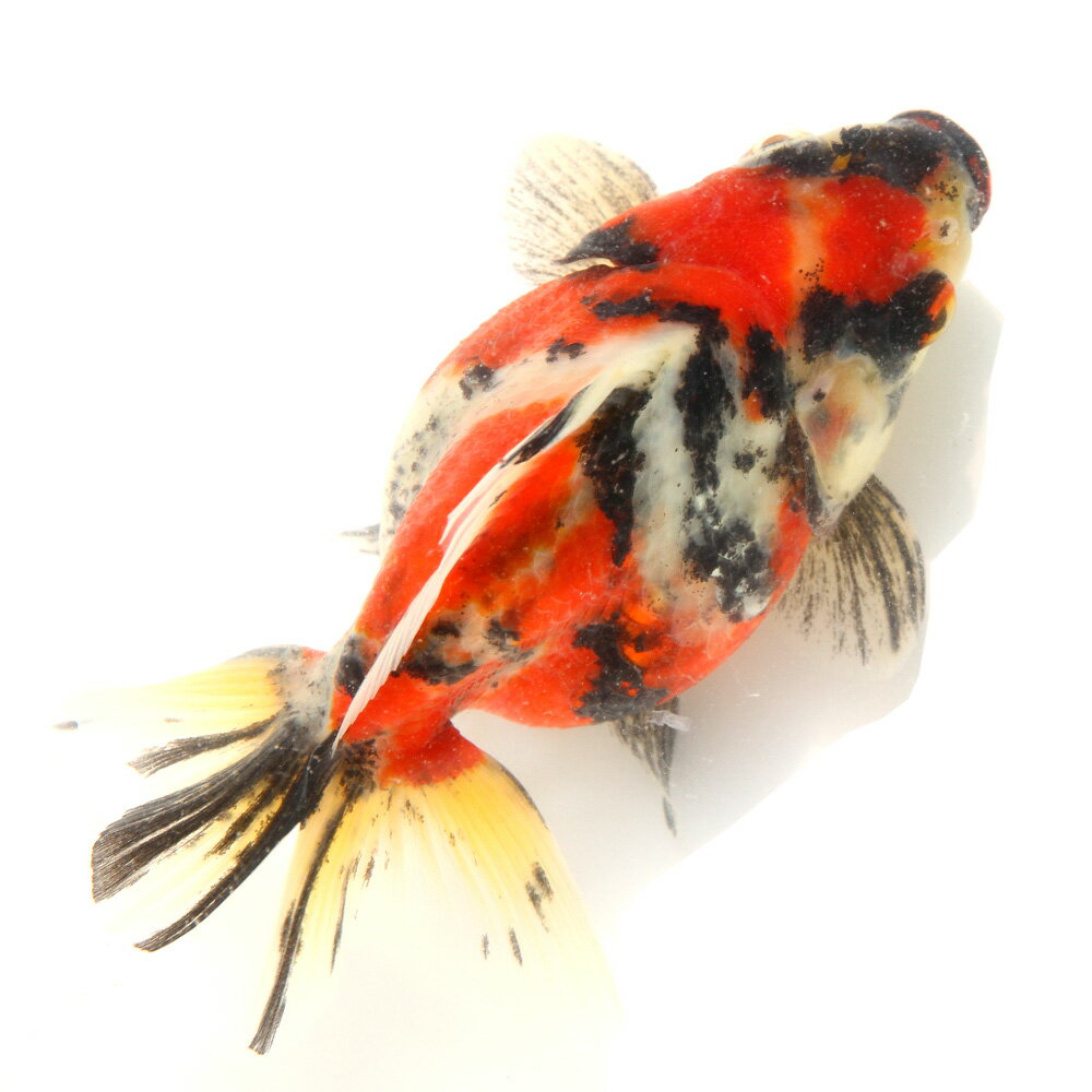 （金魚）一点物　ダルマ琉金　11cm±　（外国産）（1匹）
