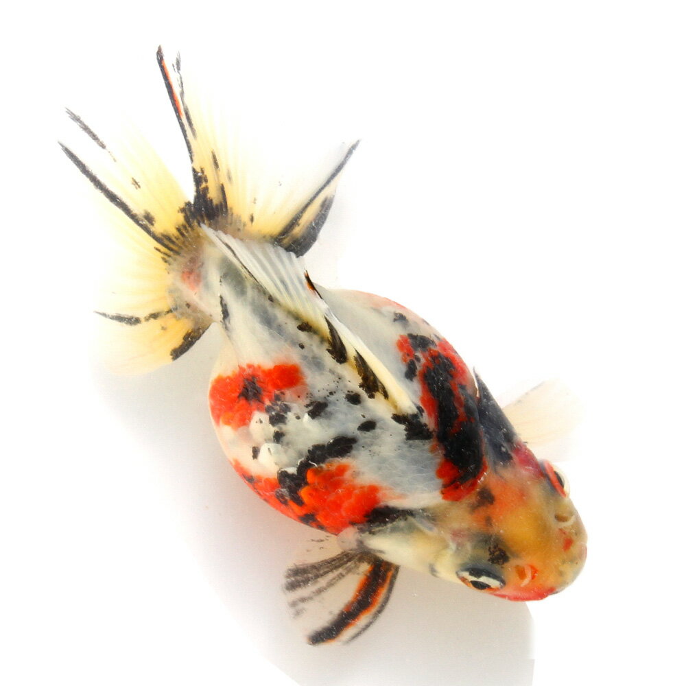 （金魚）一点物　ダルマ琉金　11cm±　（外国産）（1匹）
