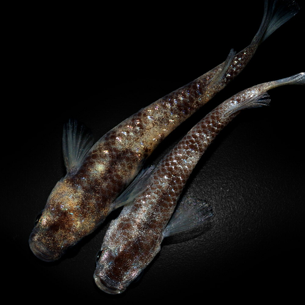（めだか）一点物　ブラックタイガーダイヤメダカ　メダカ屋サバンナブリード（1ペア）