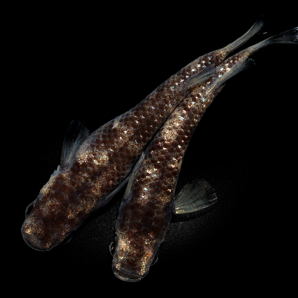 （めだか）一点物　ブラックタイガーダイヤメダカ　メダカ屋サバンナブリード（1ペア）
