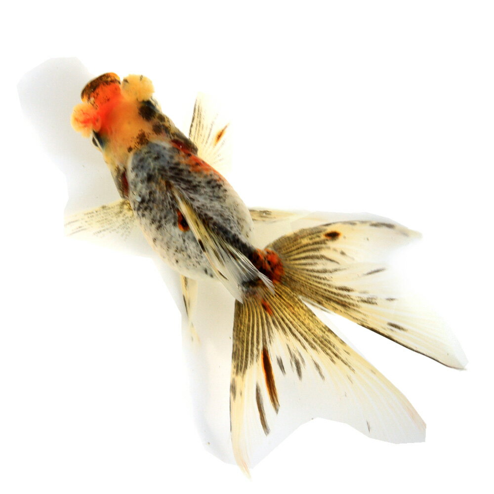 （金魚）一点物　花房東錦　11cm±（中国産）